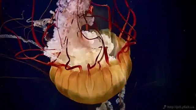 streamy test12 online show from 12-31-24, 08:15