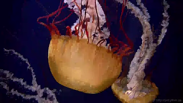 streamy test12 online show from 01-22-25, 08:18