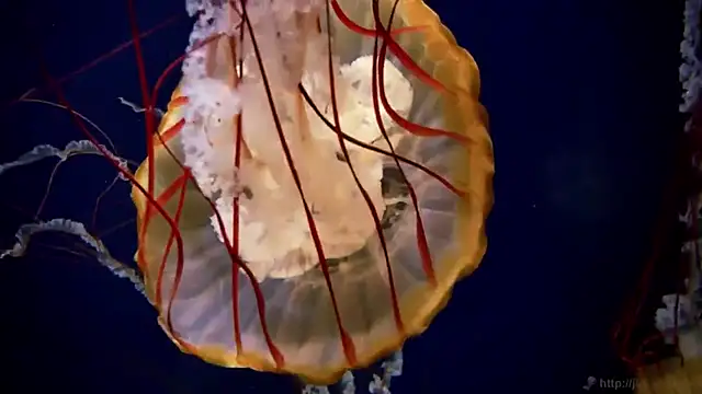 streamy test12 online show from 09-19-25, 10:19