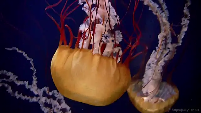 streamy test12 online show from 12-19-24, 11:07