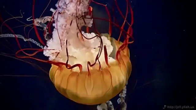 streamy test12 online show from 10-27-25, 12:06