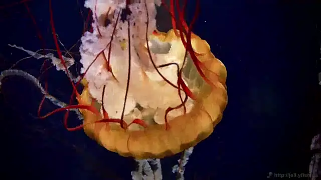 streamy test12 online show from 12-24-24, 03:58