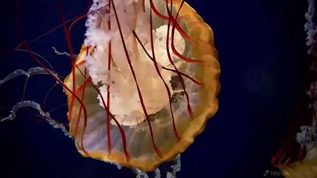 streamy test12 online show from 09-26-25, 09:16