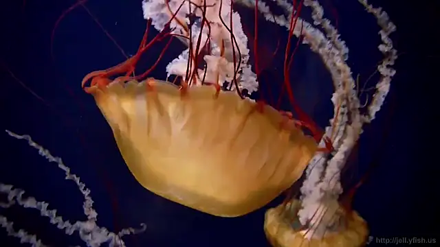 streamy test12 online show from 10-21-25, 08:25