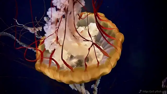 streamy test12 online show from 03-14-25, 08:10