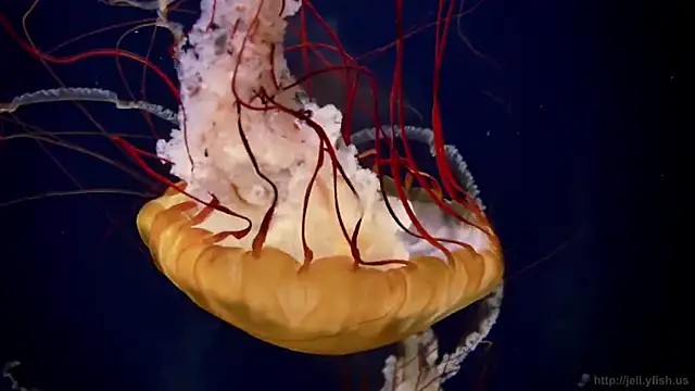 streamy test12 online show from 01-16-26, 06:12