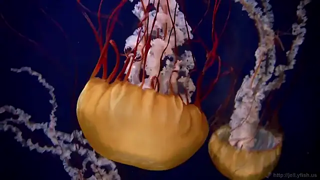 streamy test12 online show from 09-25-25, 01:50