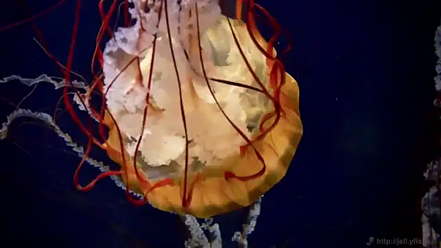 streamy test12 online show from 10-22-25, 08:25