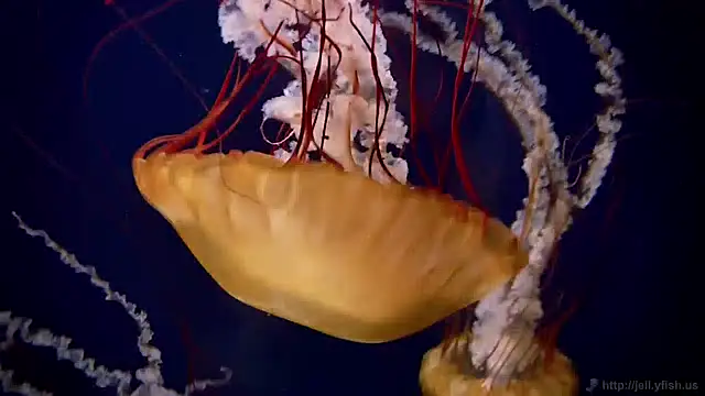 streamy test12 online show from 12-06-24, 08:10