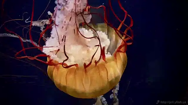 streamy test12 online show from 12-09-24, 08:11