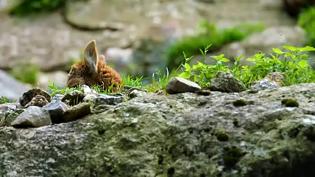 streamy test12 online show from 09-29-25, 01:39