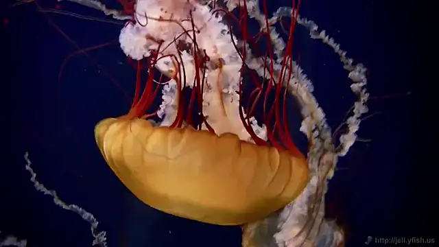 streamy test15 online show from 02-25-25, 08:14