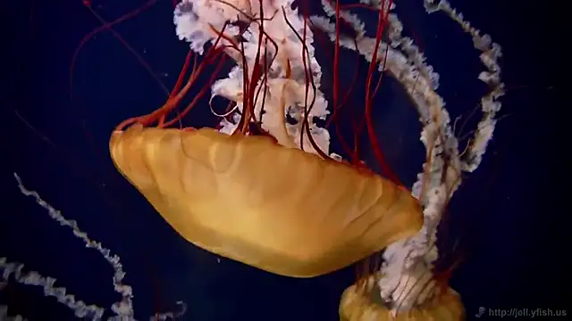 streamy test15 online show from 09-15-25, 11:10