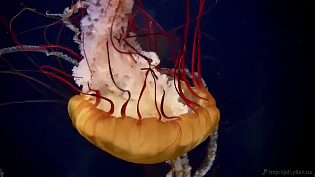 streamy test15 online show from 03-14-25, 08:10