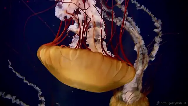 streamy test15 online show from 01-14-26, 11:58