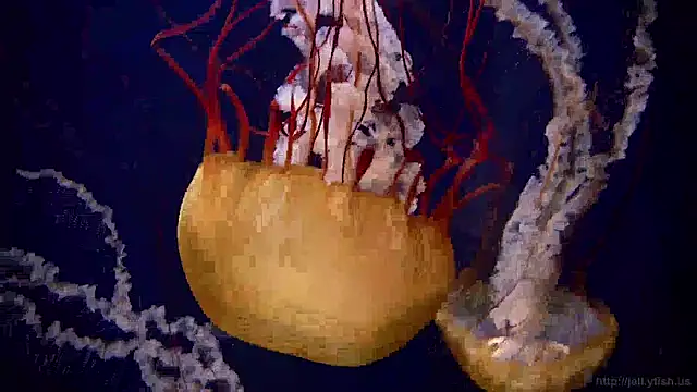 streamy test15 online show from 12-20-24, 01:11