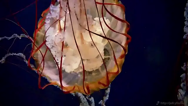 streamy test15 online show from 12-16-25, 10:19