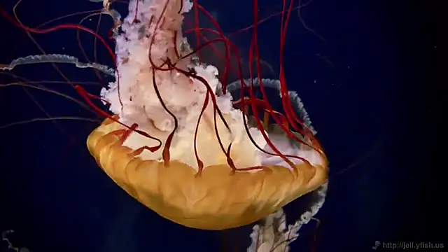 streamy test15 online show from 02-04-25, 08:13