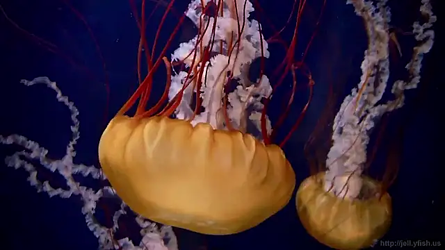 streamy test15 online show from 11-27-25, 03:12