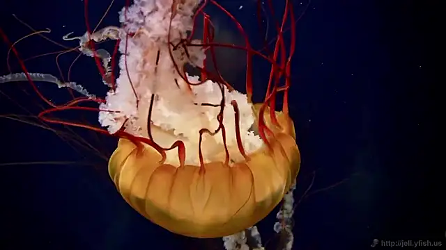 streamy test15 online show from 11-06-25, 02:54