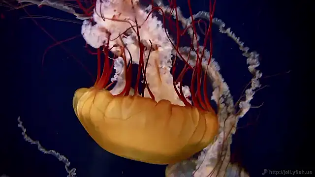 streamy test15 online show from 11-04-25, 11:47