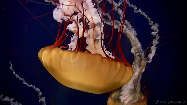 streamy test15 online show from 11-12-25, 01:37