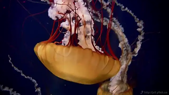 streamy test15 online show from 12-19-25, 01:13