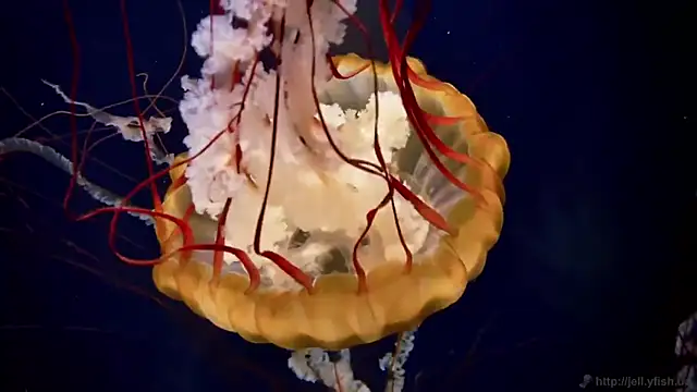 streamy test15 online show from 03-18-25, 08:17