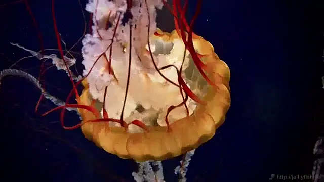 streamy test15 online show from 12-09-24, 08:11