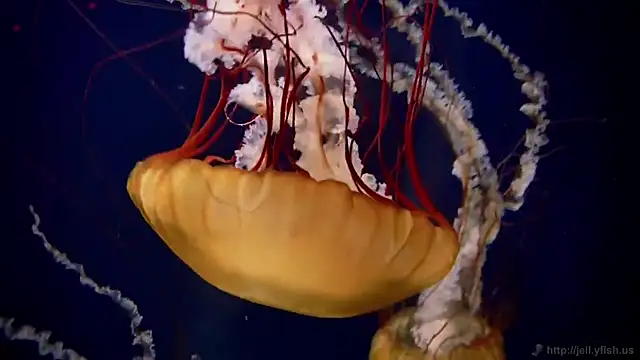 Snapshot of streamy_test15 chatting on 02-25-26, 11:32 streamy test15 online show from 02-25-26, 11:32