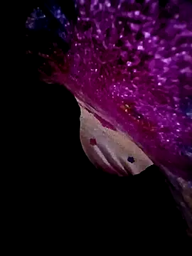 Snapshot of morenogts69 chatting on 09-23-25, 10:00 morenogts69 online show from 09-23-25, 10:00