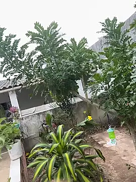 king cum  online show from 02-12-26, 02:28