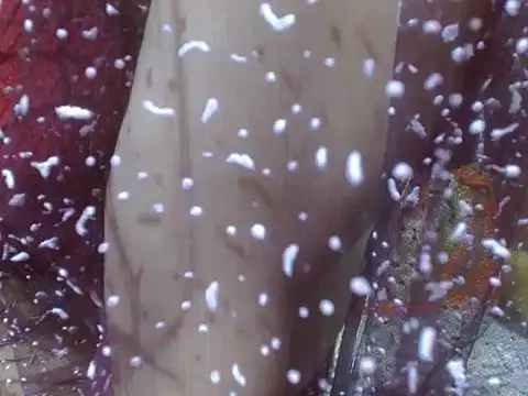 Snapshot of LOVERIAKOL chatting on 02-15-25, 08:12 LOVERIAKOL online show from 02-15-25, 08:12