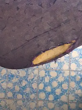 publicsir online show from 04-10-26, 04:25