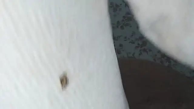 mei hosina online show from 02-18-26, 03:52