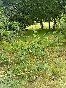 Cuervo maniaco online show from 10-30-25, 05:32