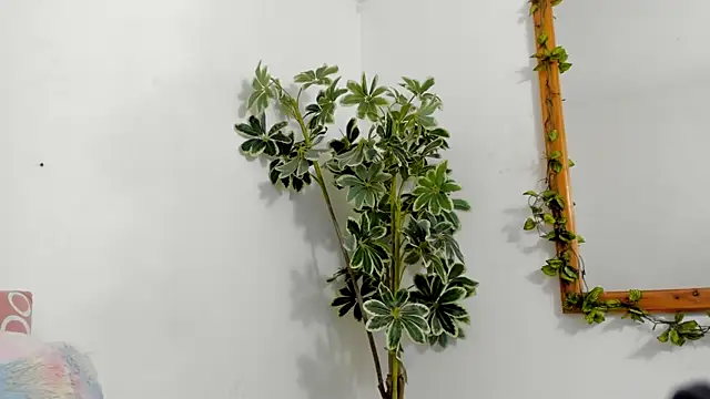 BonnieCute  online show from 12-17-25, 12:15