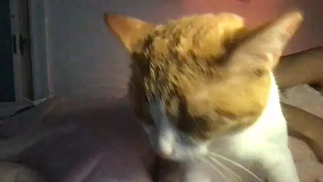 loveofbea online show from 04-02-26, 12:45