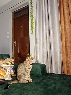 C-yoyo online show from 12-14-25, 09:59