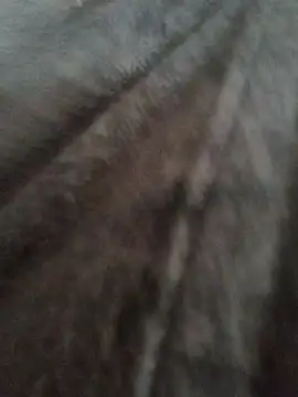 cazaperdidas online show from 01-13-26, 01:04