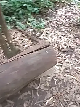 mis312 online show from 11-27-25, 04:29