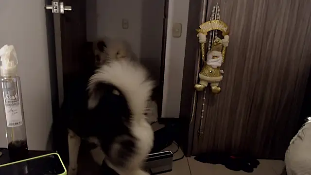 Snapshot of thomas_gun chatting on 01-14-25, 12:00 thomas gun online show from 01-14-25, 12:00