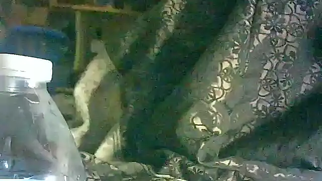 DI4MOND FIR3 online show from 03-17-26, 05:54