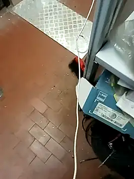 Porco81cazzo online show from 12-21-25, 12:07