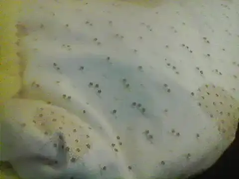 Bigpenis6y online show from 01-24-25, 05:21