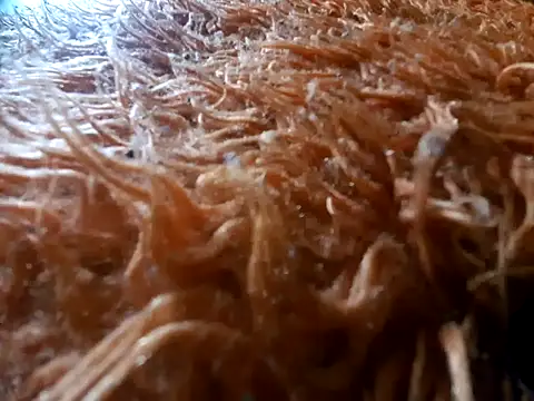 tiscopofortezozza online show from 04-02-26, 04:02