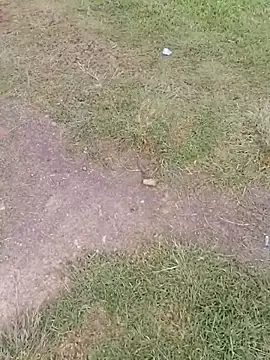 sophie banger online show from 11-24-25, 09:48