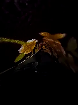 SageElement2 online show from 03-14-25, 08:17