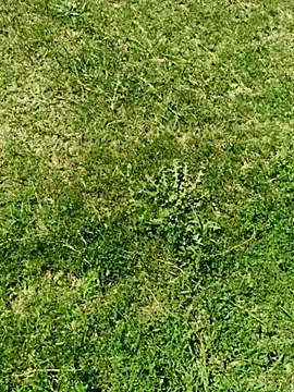 Gururonny07 online show from 03-05-25, 07:49