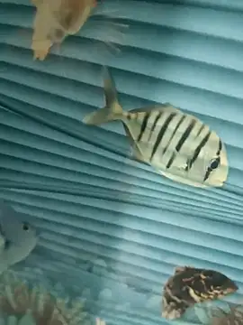 Mr joh online show from 11-07-25, 05:56